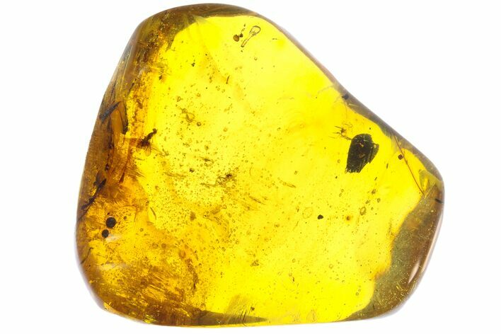 Polished Chiapas Amber With Insect Inclusion ( g) - Mexico #104307